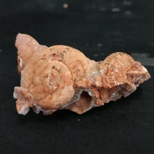 Gastéropode pliocène Baranya county beremend Hongrie 5x3,5cm 65€.jpg