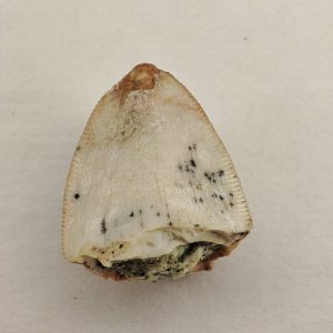 Dent Rutiodon carolinensis Jurassique supérieur Moffat County Colorado USA 1,5cm 120€.jpg 