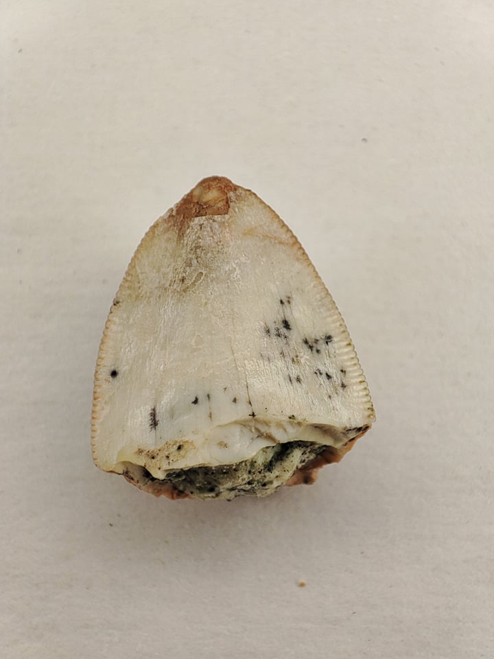 Dent Rutiodon carolinensis Jurassique supérieur Moffat County Colorado USA 1,5cm 120€.jpg 