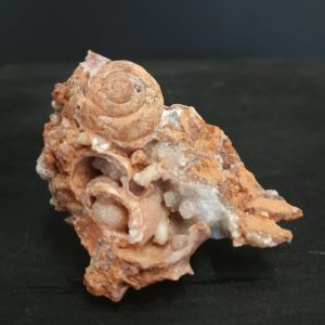 Gastéropode pliocène Baranya county beremend Hongrie 5x4,5cm 50€ - Copie - Copie.jpg