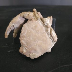 Xanthilites macrodactylus 5x4,7cm thanitien 400€.jpg