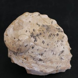 Haliotis sp. Ternopil UKR Miocène supérieur 5,3x4 cm 100€.jpg