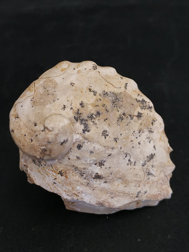 Haliotis sp. Ternopil UKR Miocène supérieur 5,3x4 cm 100€.jpg