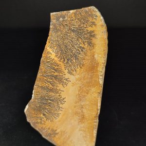 Plaque Dendrite Jurrassique Bayern Allemagne 12 x 5,8 cm30€.jpg