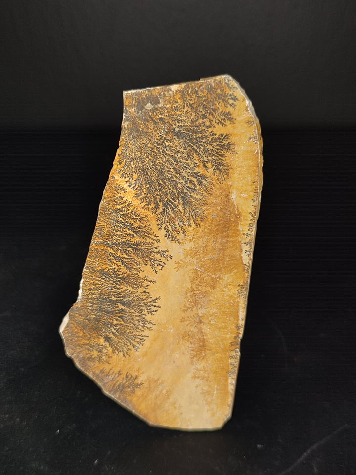 Plaque Dendrite Jurrassique Bayern Allemagne 12 x 5,8 cm30€.jpg