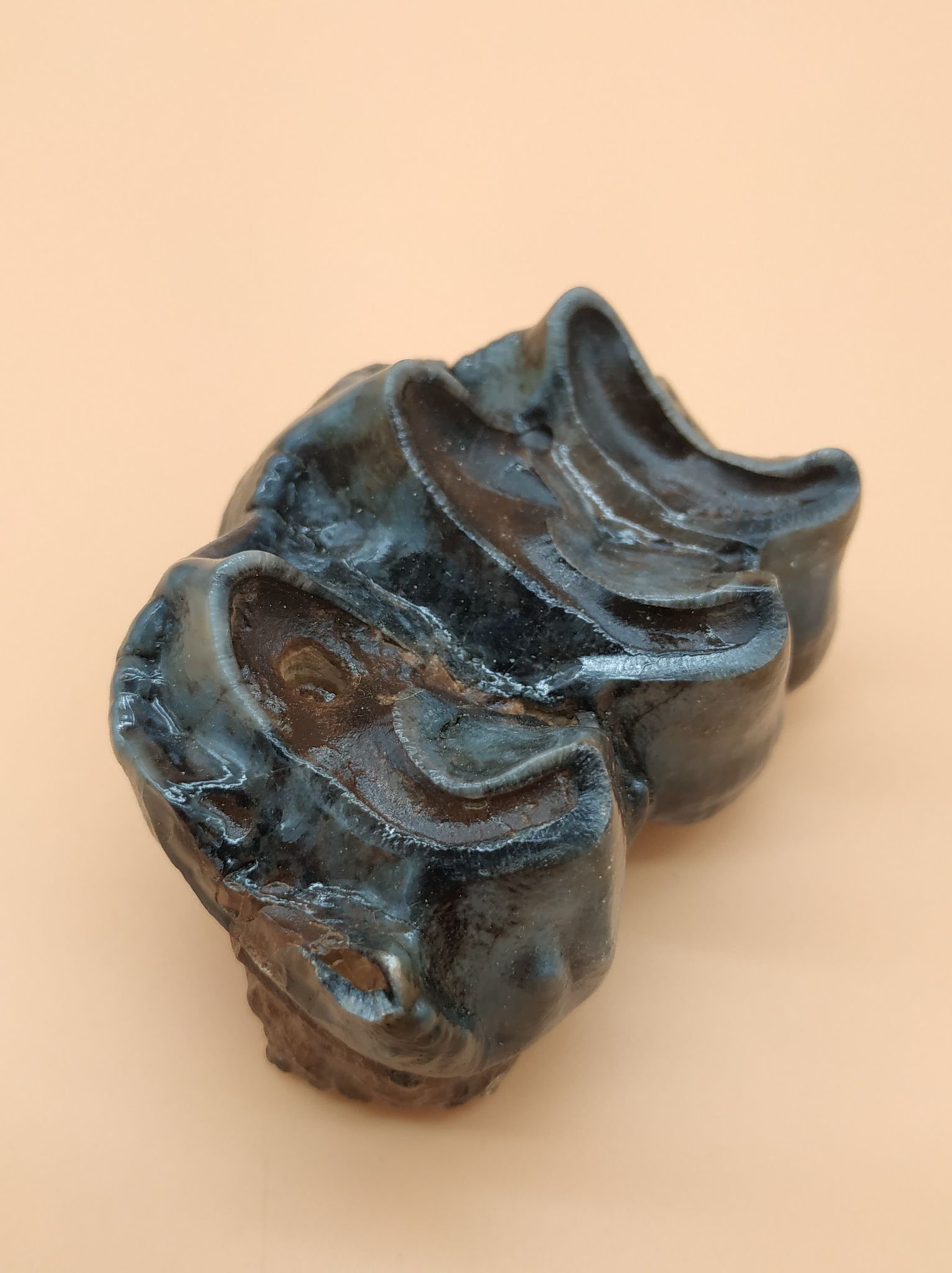 dent de lait deinotherium gracanica bosnie miocène moyen 5.5 x 4.2 240 5.jpg