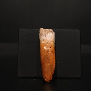 Dent Titanosaurus garasbe 3,7x1 120€.jpg