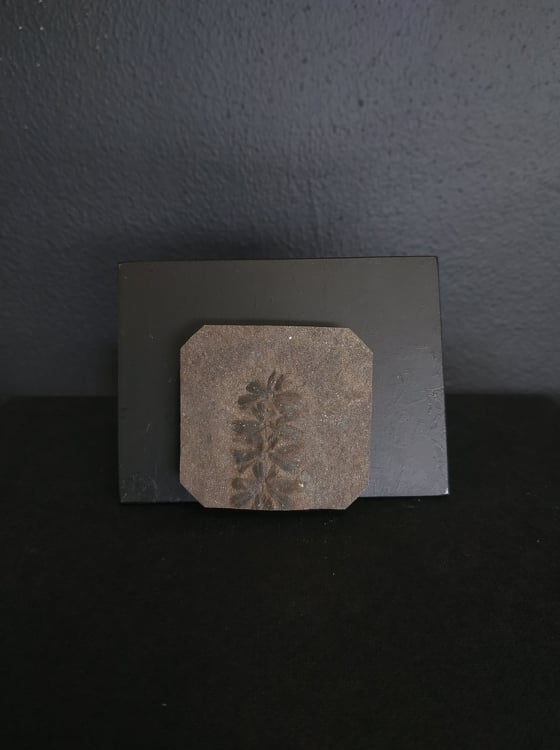 Sphenophyllum 4,4x4,2 30€ .jpg