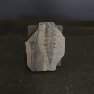 Percopteris sp. 5x4 30€ Graissessac .jpg