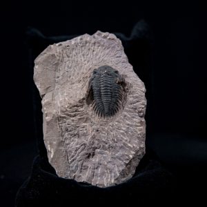 trilo hollardops.jpg