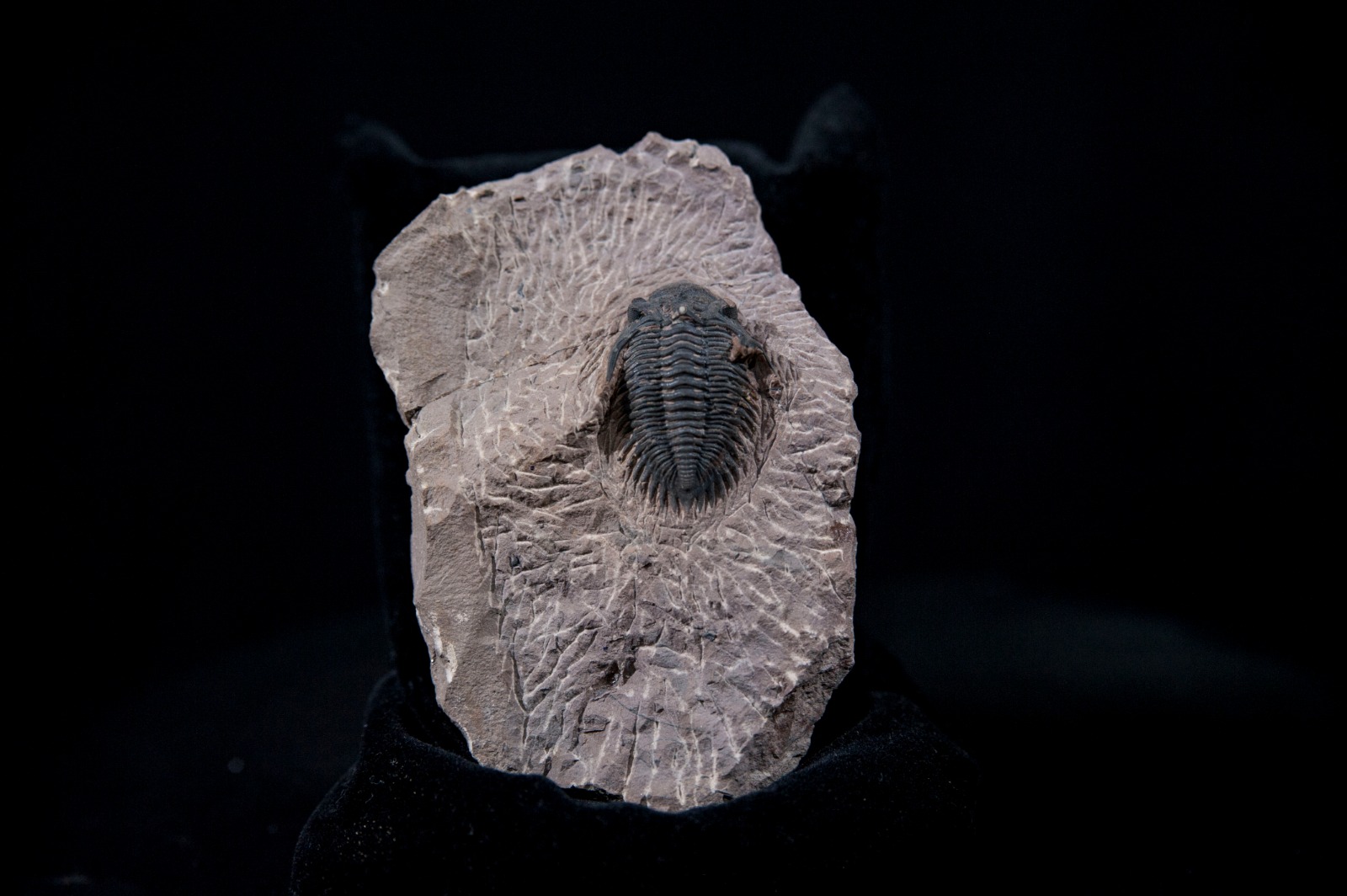 trilo hollardops.jpg