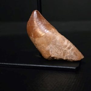 Dent de carcharodontosaurus 3,8x1,6 240€ 2.jpg