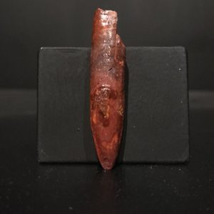 Dent Rebbachisaurus 4,6x1 150€ 2.jpg