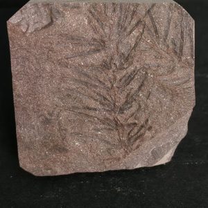 Asterophyllites equisetiformis Stephanien France 4,6x4,4 35€.jpg