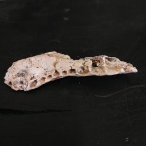 Hamadasuchus rebouli 7x2 cm cenomanien Kem-Kem Maroc 300€ 2.jpg