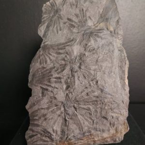 Annularia stellata 14,2x8,6 140€.jpg