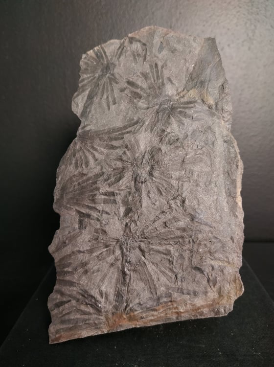 Annularia stellata 14,2x8,6 140€.jpg