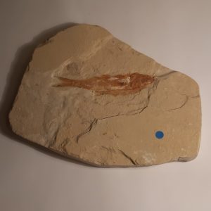 poisson ctenothrissa 1.jpg