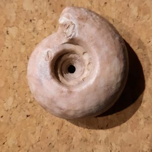 ammonite à trou 2.jpg