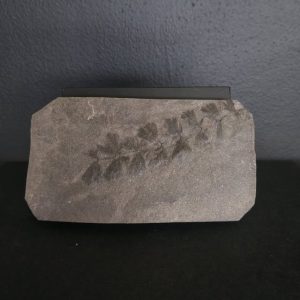 Sphenophyllum 9,9x5,3 70€.jpg