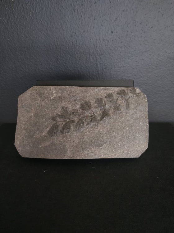 Sphenophyllum 9,9x5,3 70€.jpg