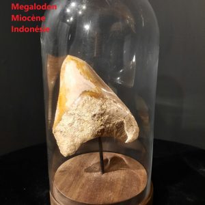 dent indo sous globe 1.jpg