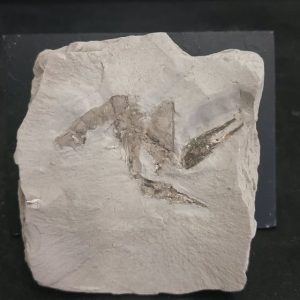 Homarus sp. Pliocène La Palma de Cervello Barcelonna 6x7 200€.jpg