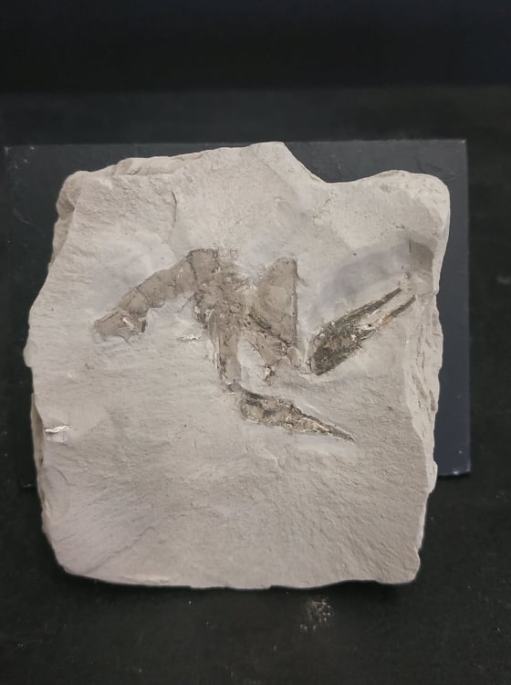 Homarus sp. Pliocène La Palma de Cervello Barcelonna 6x7 200€.jpg