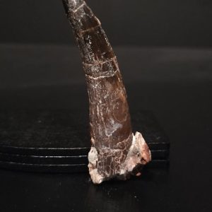 Dent cf. Irritator sp. 5,9x1,9 360€ .jpg