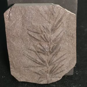 Asterophyllites equisetiformis Stephanien France 4,2x3,5 30€.jpg