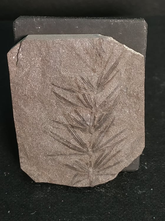 Asterophyllites equisetiformis Stephanien France 4,2x3,5 30€.jpg