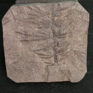 Asterophyllites equisetiformis Stephanien France 4,5x4,5 35€ .jpg