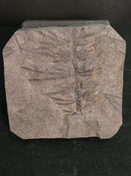 Asterophyllites equisetiformis Stephanien France 4,5x4,5 35€ .jpg