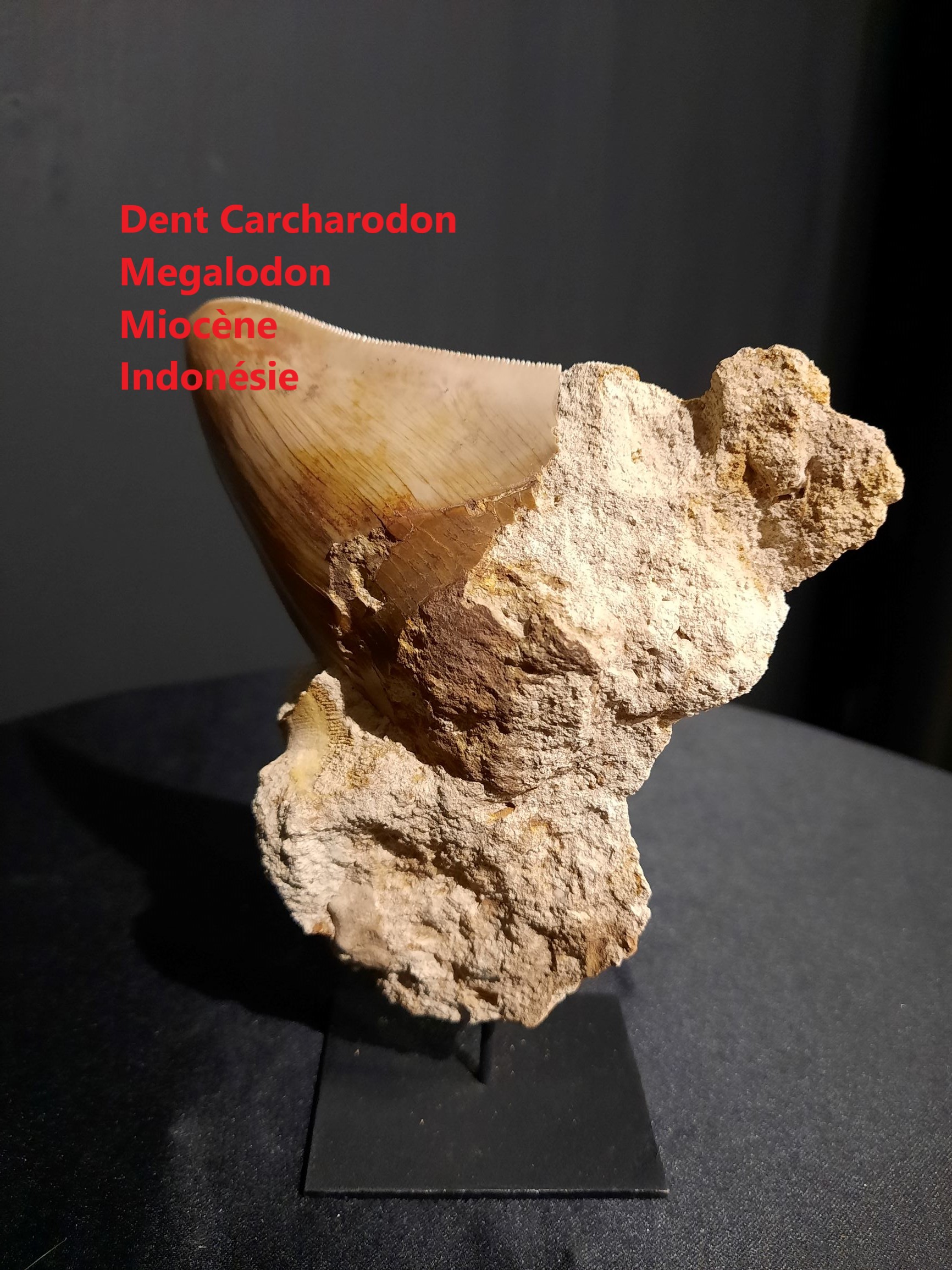 dent indo sur socle.jpg