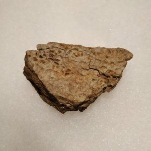 Empreinte de peau de Prosaurolophus (Montana) 4,2x2,5 cm 480€.jpg