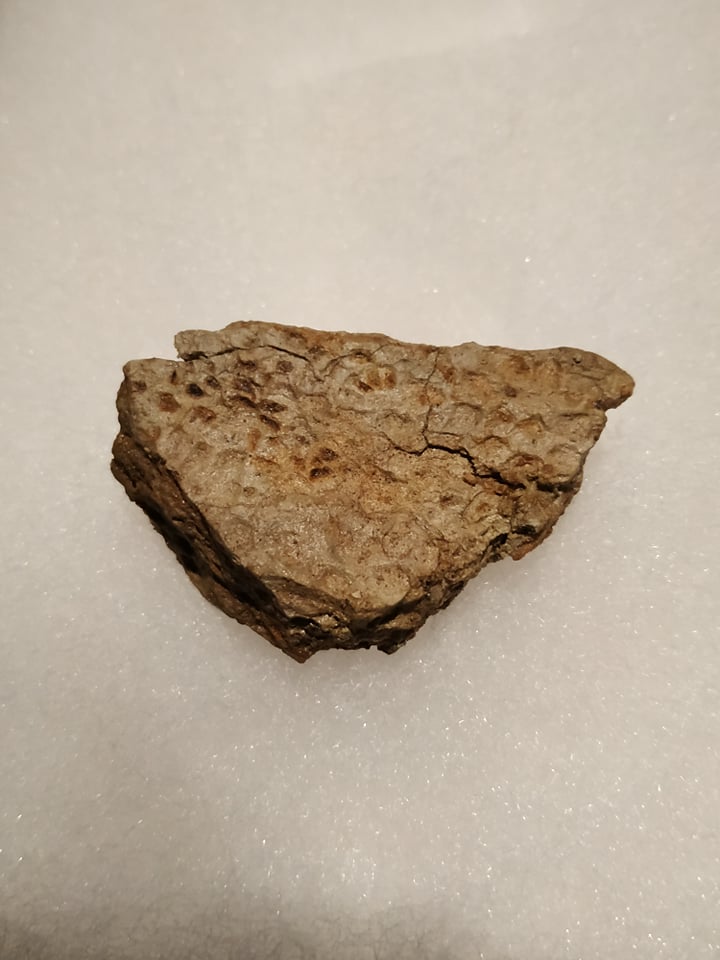 Empreinte de peau de Prosaurolophus (Montana) 4,2x2,5 cm 480€.jpg