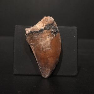 Dent Carcharodontosaurus saharicus 4,1x2,2 150€ 2.jpg