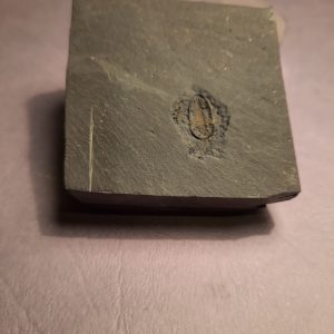 Triarthrus eatoni ventral 1.jpg