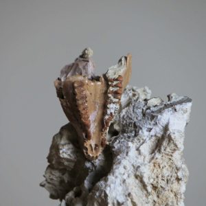 40 - Cainotherium laticurvatum.jpg