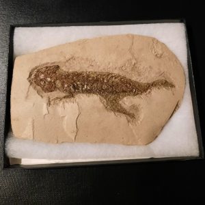 chelotriturus dans boite 1.jpg