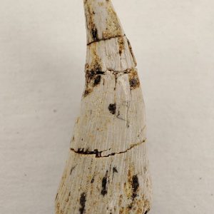 Metoposaurus Triassique supérieur St Nicolas de Port France 2,8cm 120€.jpg