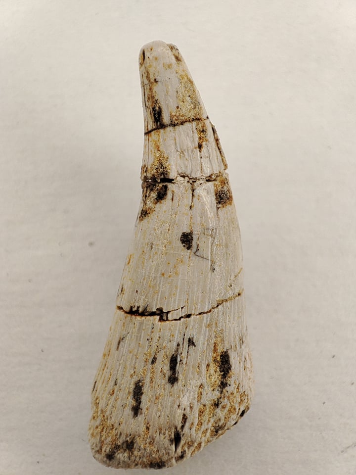 Metoposaurus Triassique supérieur St Nicolas de Port France 2,8cm 120€.jpg