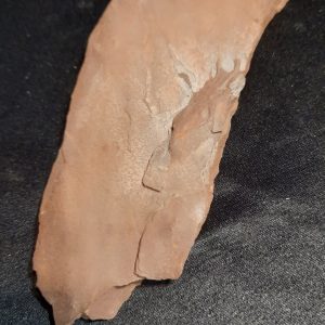 SALICNIUM pectinatus 3.jpg