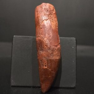 Dent Paralititan stromerlieri 6 x1,6 350€ 2.jpg