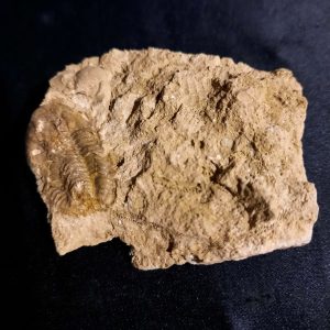 trilobite Weberphillipsia.jpg