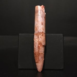 Dent Rebbachisaurus 6,5x1 250€.jpg