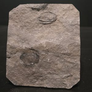 Graines Carbonifère sup Graissessac 8x7 60€ 2.jpg