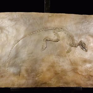 Moulage Leptictidium auderiensis Messel.