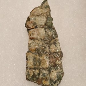 Empreinte de peau de Camasaurus Morrison Formation (Utah, USA) 1,9x4,9 cm 300€.jpg