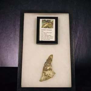 épine d'épaule d'Aetosaurus.jpg